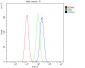 Anti-Cystatin C/CST3 Antibody Picoband™ (monoclonal, 4H8)